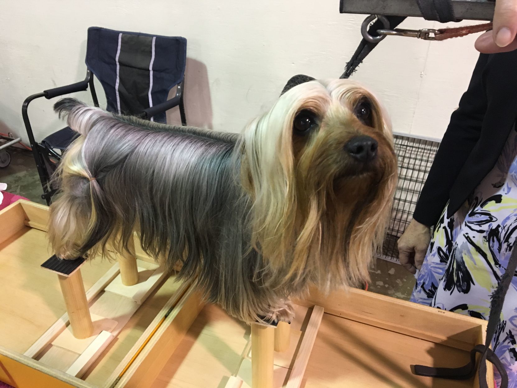 Dog Show - Balancing